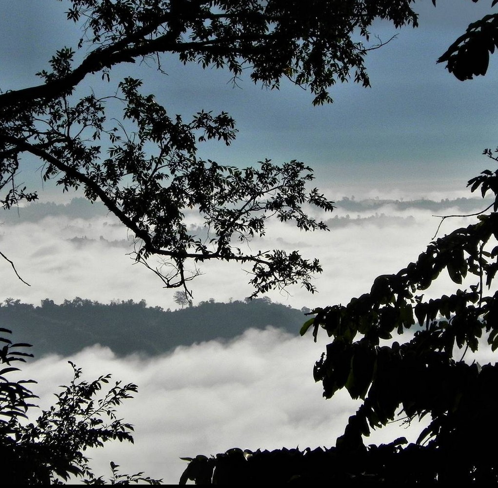 Sajek Valley — clouds between tree silhouettes